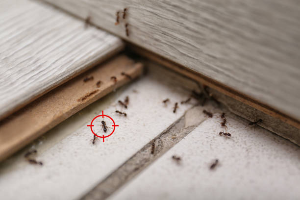 Hydro, OK Pest Control Company