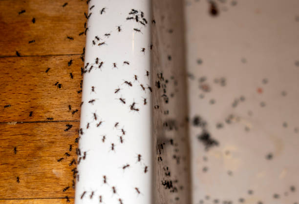 Best Local Pest Control Services  in Hydro, OK
