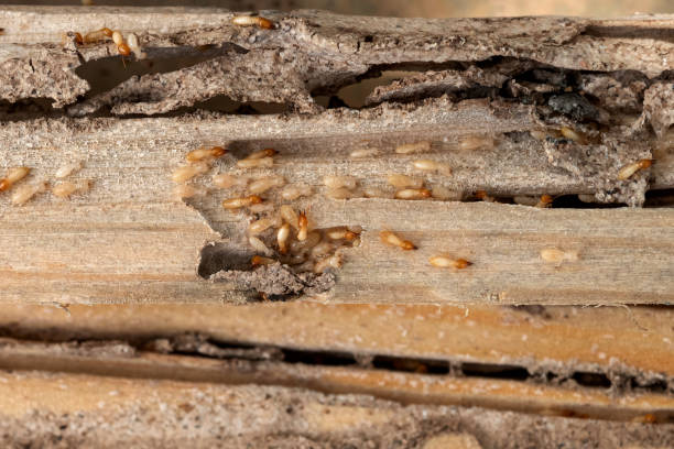 Best Best Pest Control Companies  in Hydro, OK